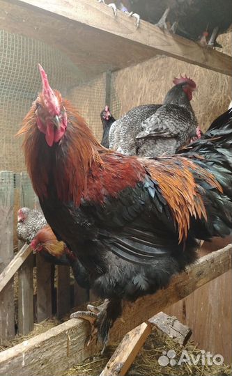 Петух маран