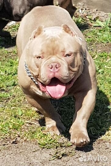 Продаю Экзот