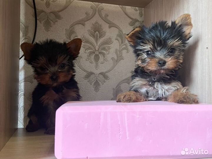 Мини мальчик