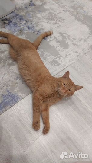 Кот