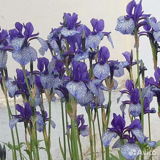 Многолетники