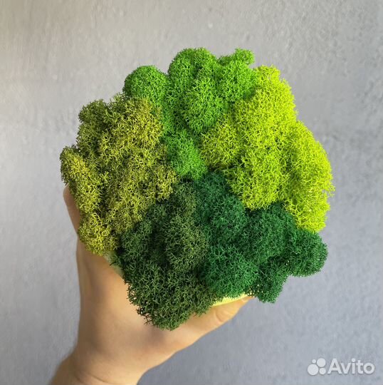 Стабилизированный мох ягель Жёлтый