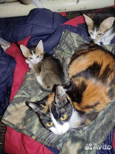 Отдам котят в добрые руки