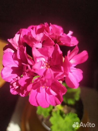 Пеларгония Bold Pixie