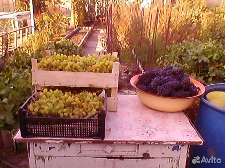 Продам саженцы винограда