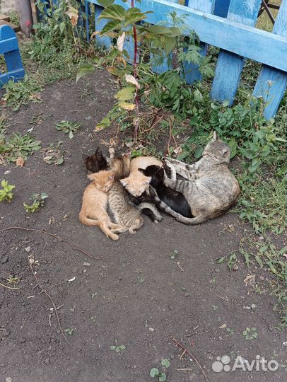 Бесплатно котята