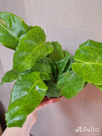 Калатея нетворк(мозаика)