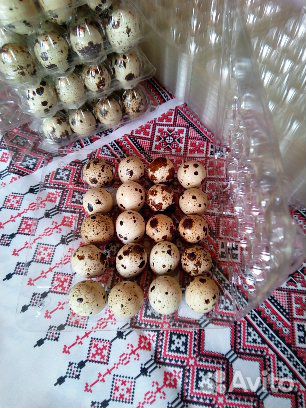 Инкубационное яйцо перепелов