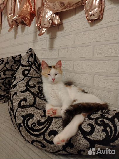 Отдаю кошку