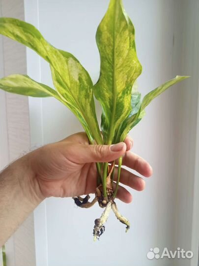 Антуриумы вариегатные