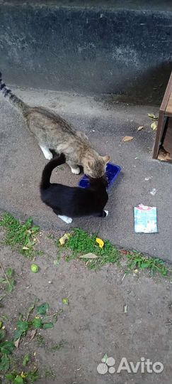 Черный котенок бесплатно