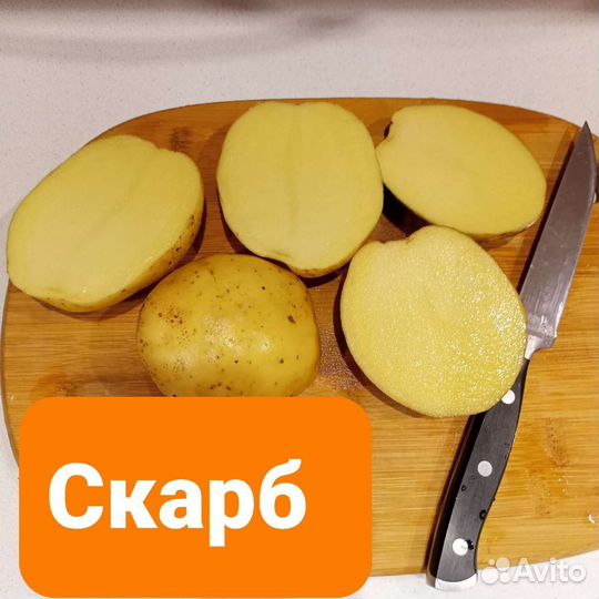 Семенной картофель хорошего качества
