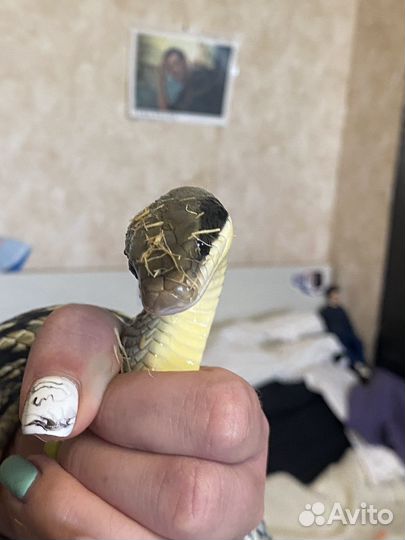 Змея Голубой тонкохвостый полоз блю бьюти