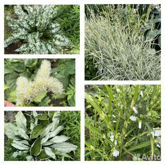 Бузульник Гранито