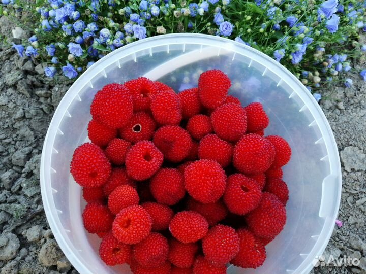 Саженцы ежемалины