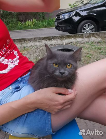 Кошка в добрые руки