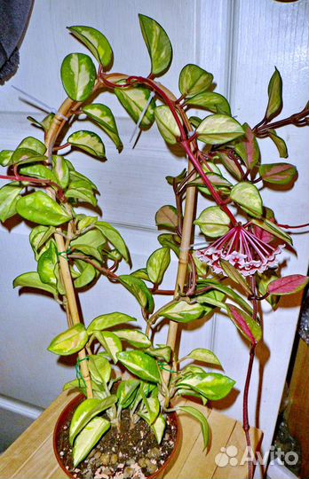 Хойи, эпипремнумы, филодендроны, эписции, др