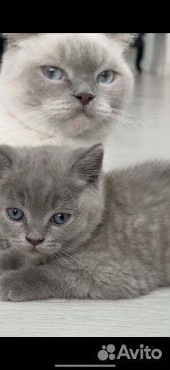 Британские вислоухие котята