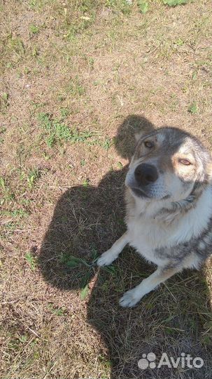 Отдам бесплатно животные чувашская республика