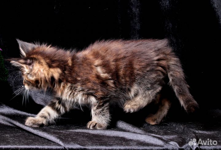 Мейн-кун котенок, Полидактная мраморная черепашка