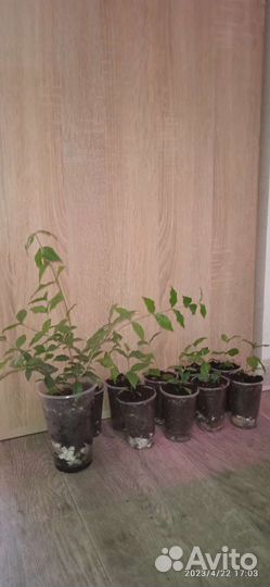 Много цветов