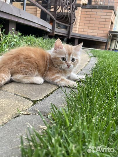 Кошка в дар бесплатно