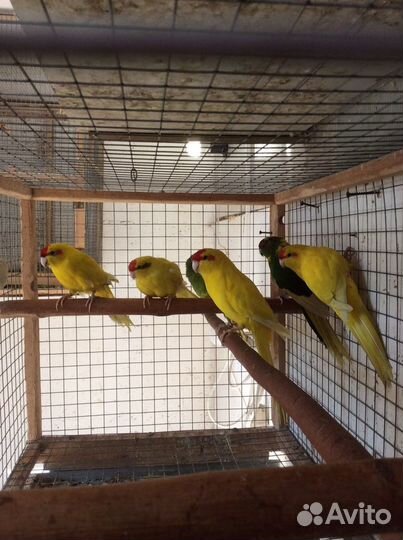 Попугаи птенцы
