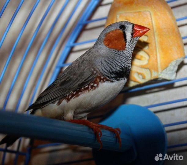 Зебровые амадины