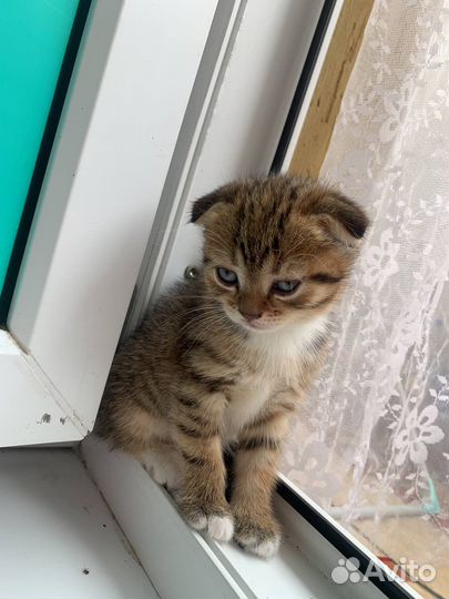 Вислоухая кошка бесплатно