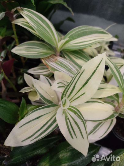 Традесканция