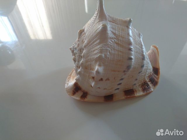 Морские ракушки раковины