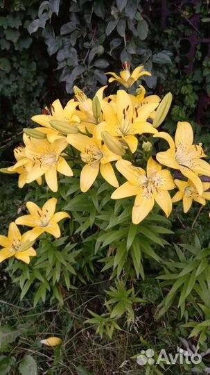 Тюльпаны, лилии, ромашки, пионы, букет в подарок