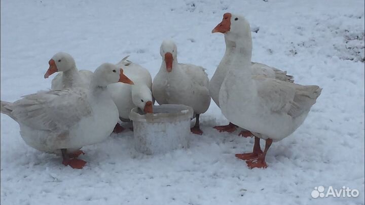 Мясо гуся и утки