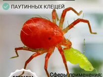 Клещ Phytoseiulus persimilis от паутинных клещей