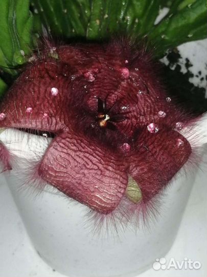 Кактус отростки