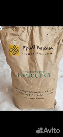 Семена рапса форпост