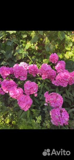 Флоксы сортовые, в горшке