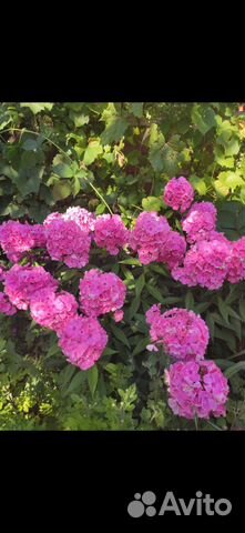 Флоксы сортовые, в горшке