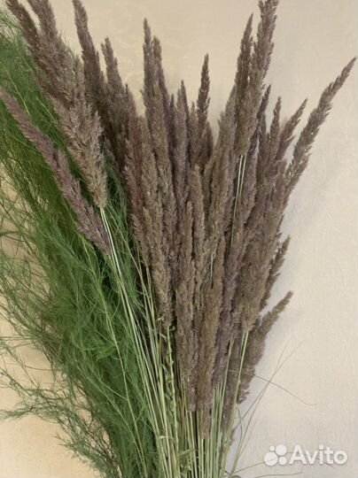 Сухоцветы в пучках