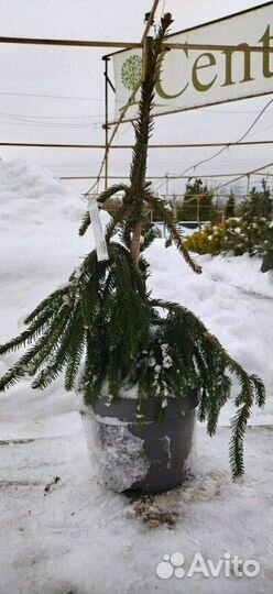 Ель обыкновенная Inversa/250-275 см контейнер 180л