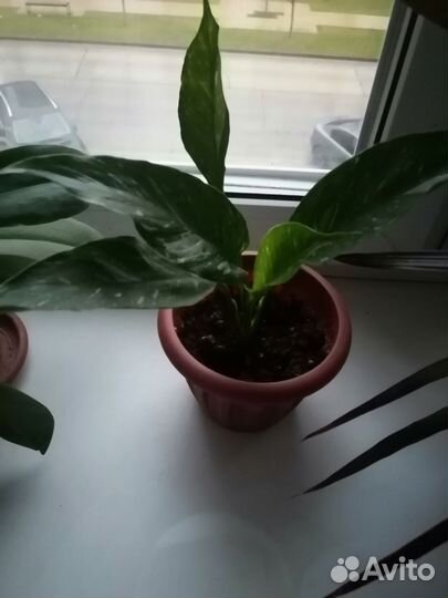 Спатифиллум широколиственный и домино цветущие