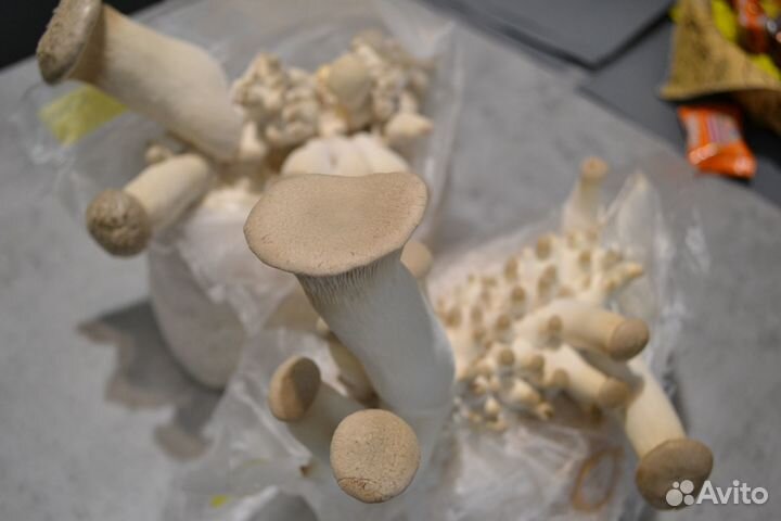 Грибные блоки Эринги (Степной белый гриб)