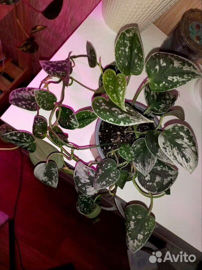 Сциндапсус пиктус сильвер энн