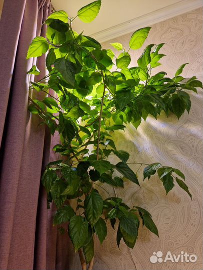 Гибискус махровый