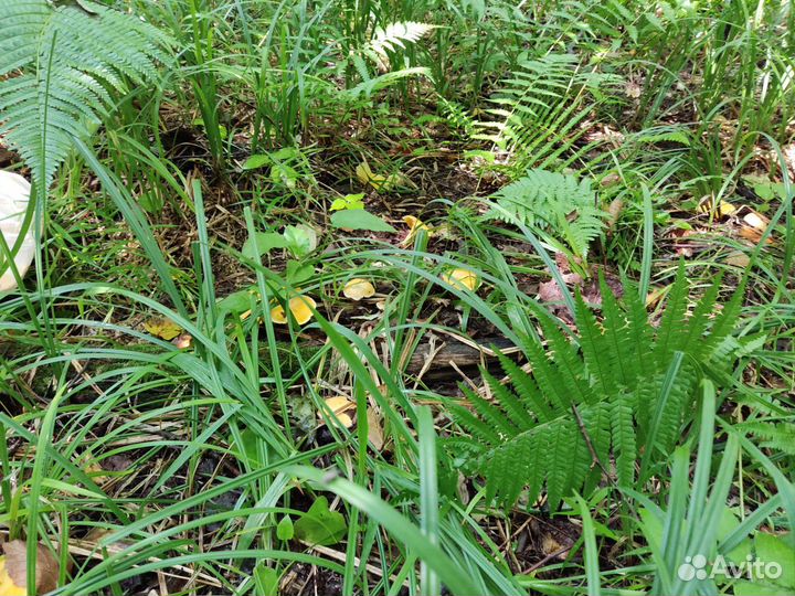 Продукты питания лисички