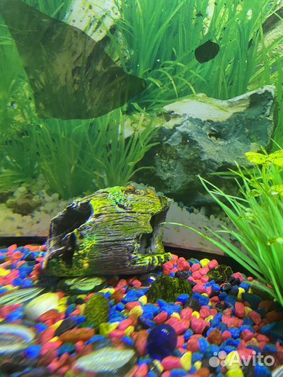 Аквариумные рыбы