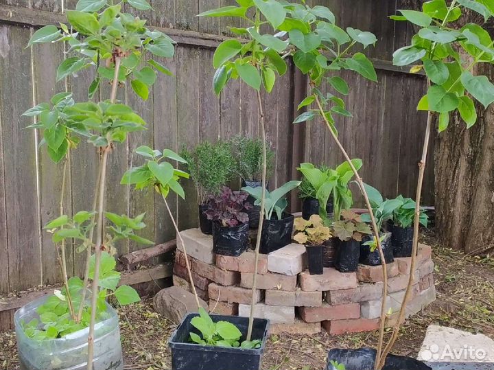 Сирень махровая