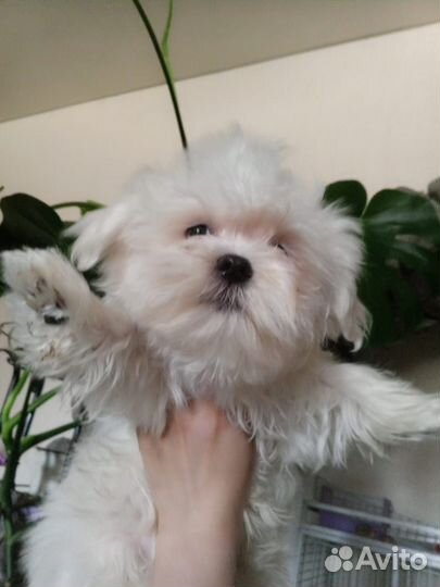 Мальтезе кобель