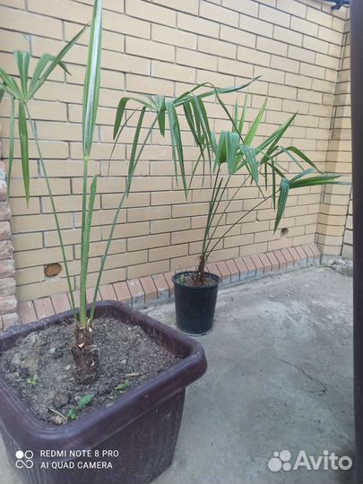 Пальма Трахикарпус