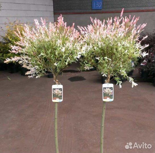 Ива Хакуро Нишики на Штамбе